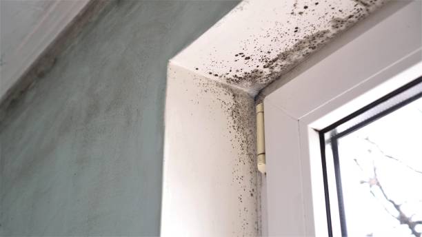 Many, LA Mold Removal Company