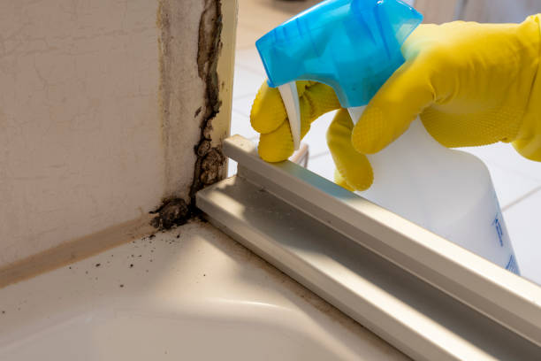 Mold Testing and Removal in Many, LA