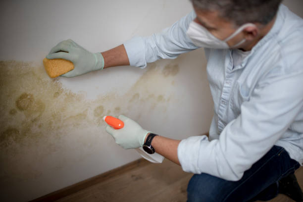  Many, LA Mold Removal Pros