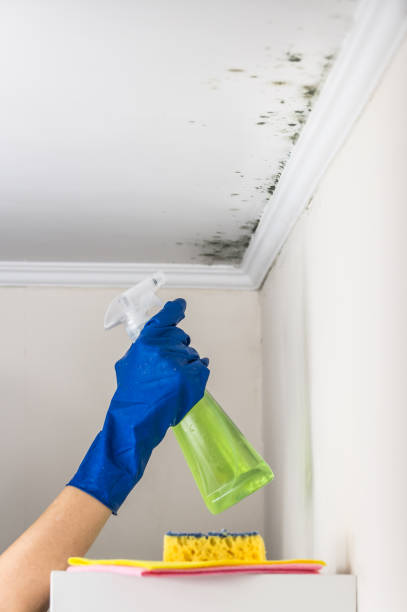 Best Professional Mold Removal  in Many, LA
