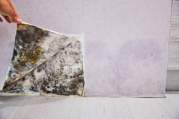 Best Crawl Space Mold Removal  in Many, LA